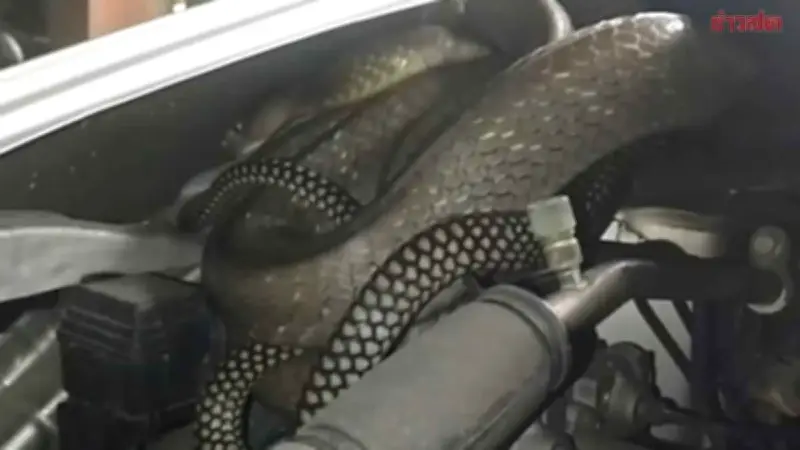 Nghe Tiếng Động Lạ Dưới Nắp Xe, Mở Ra Kinh Hoàng Phát Hiện Bóng Đen Dài 3 Mét
