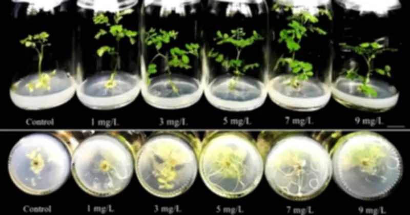Nghiên cứu Việt Nam chứng minh hiệu quả của hạt nano kim loại trong nuôi cấy thực vật in vitro