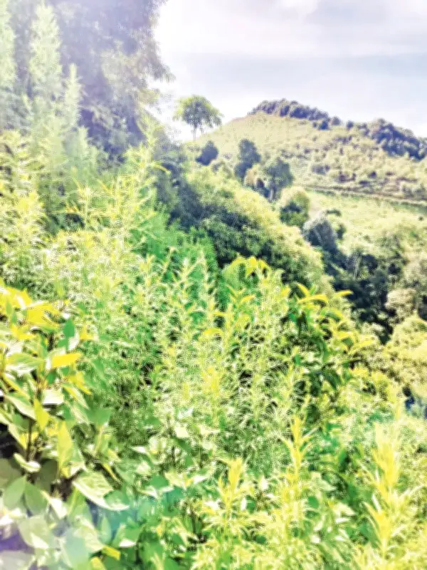 Ngải Cứu Rừng Tà Xùa: Từ Cây Hoang Dã Thành Sản Phẩm Hàng Hóa, Góp Phần Giữ Rừng