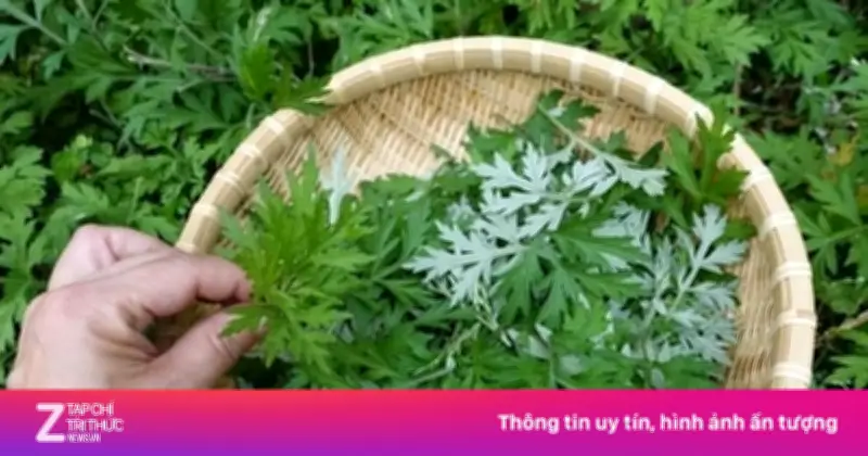 Ngải Cứu: 'Siêu Thực Phẩm' Mọc Đầy Vườn Nhà, Tốt Như Thuốc Bổ