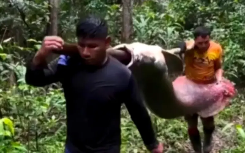 Người dân Brazil khiêng cá pirarucu khổng lồ 150 kg, minh chứng cho quản lý bền vững