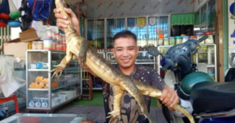 Người dân Cà Mau tự nguyện giao nộp kỳ đà hoa quý hiếm cho cơ quan chức năng