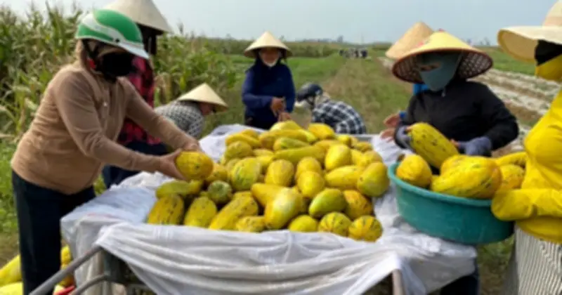 Người dân Hà Tĩnh chung tay giúp sản phụ gãy chân tiêu thụ 10 tấn dưa