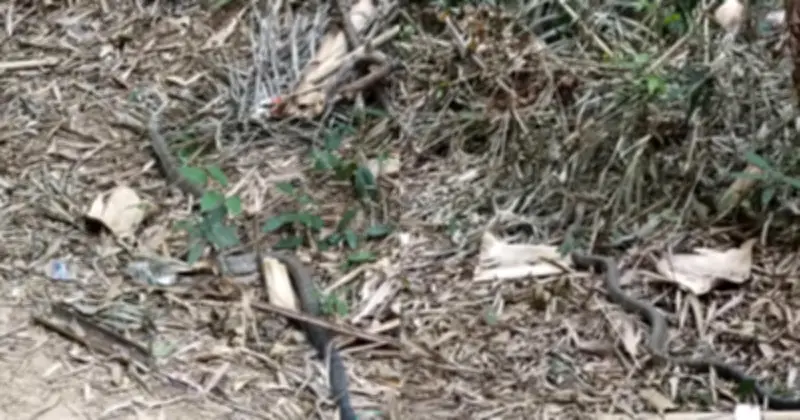 Người dân Lâm Đồng tự nguyện giao nộp rắn hổ mang chúa quý hiếm