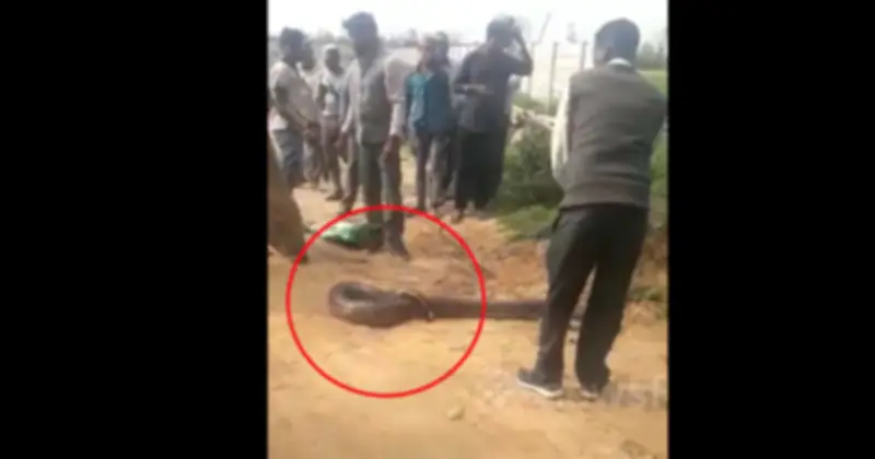 Người dân phát hiện cảnh tượng nở da gà giữa đường khi đang đi dạo