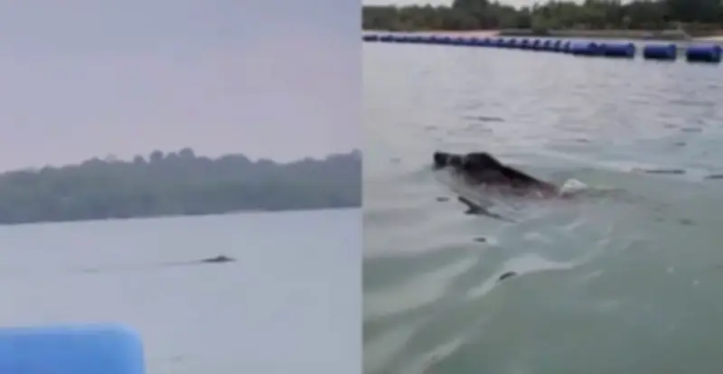 Người dân phát hiện 'thủy quái' bơi lội trên sông, chuyên gia nói điều hiếm thấy