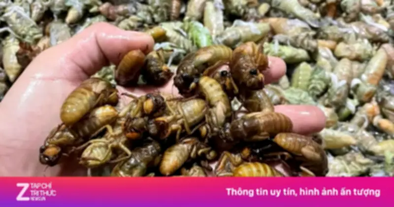 Người dân TP Huế đêm khuya vào rừng săn 'lộc trời' ve sầu, thu bạc triệu mỗi ngày