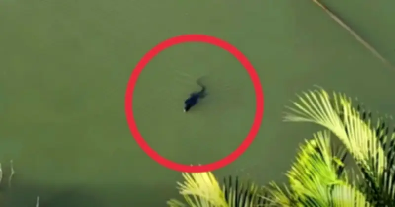 Người dân TP.HCM bất ngờ phát hiện kỳ đà hoa quý hiếm trong Sách đỏ tại Nhà Bè