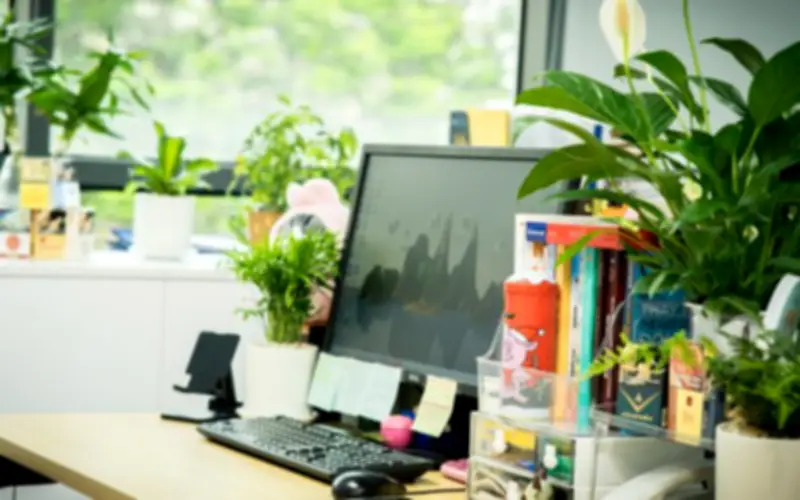 Người mệnh Thủy nên đặt cây gì trên bàn làm việc để thu hút tài lộc?