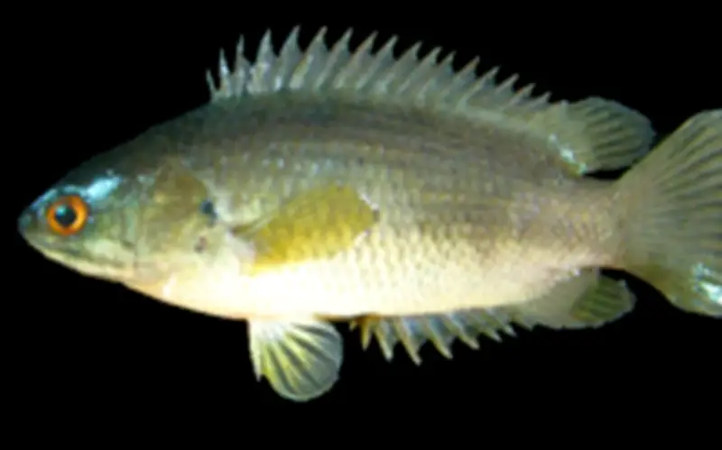 Người đàn ông tử vong thương tâm vì cá sống mắc kẹt trong cổ họng khi câu cá ở Ấn Độ