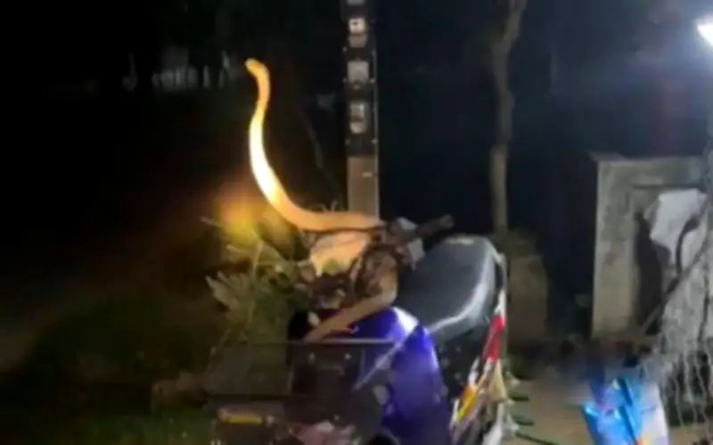 Người đàn ông Thái Lan hoảng hồn phát hiện rắn hổ mang quấn quanh xe máy