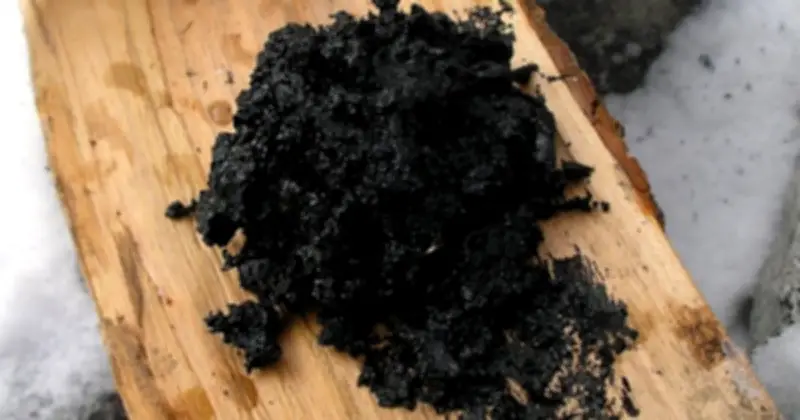 Người Neanderthal sử dụng nhựa bạch dương làm keo và thuốc kháng khuẩn