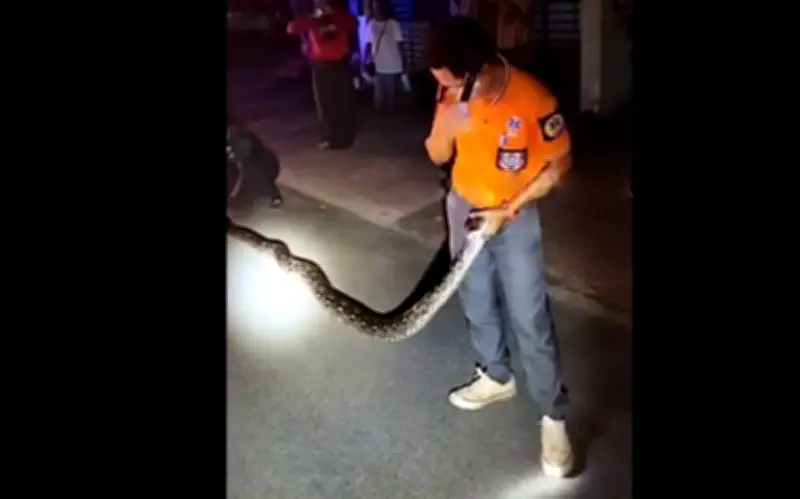 Người phụ nữ Thái Lan tá hỏa phát hiện trăn khủng cuộn tròn dưới gầm xe ô tô