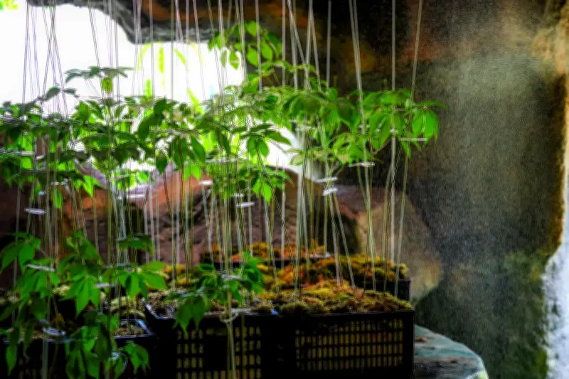 Ngành Dược Liệu Việt Nam Vươn Tầm Quốc Tế: Cơ Hội Và Thách Thức