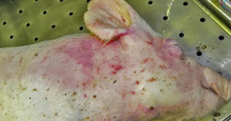 Nguy cơ từ thịt lợn nhiễm dịch tả châu Phi: Mức độ nguy hiểm thực sự ra sao?