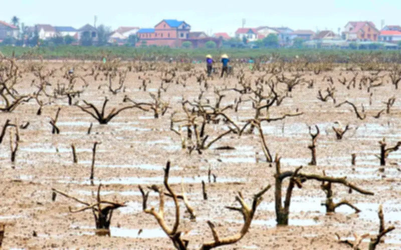 Nguyên nhân rừng ngập mặn ở Hà Tĩnh chết hàng loạt: Cảnh báo môi trường