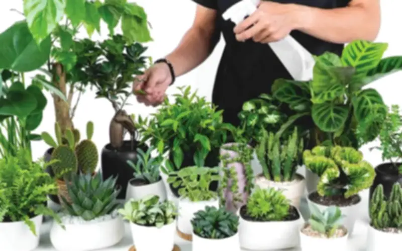 Nhà bạn có âm khí? Trồng ngay cây này để trừ tà, tránh xui xẻo