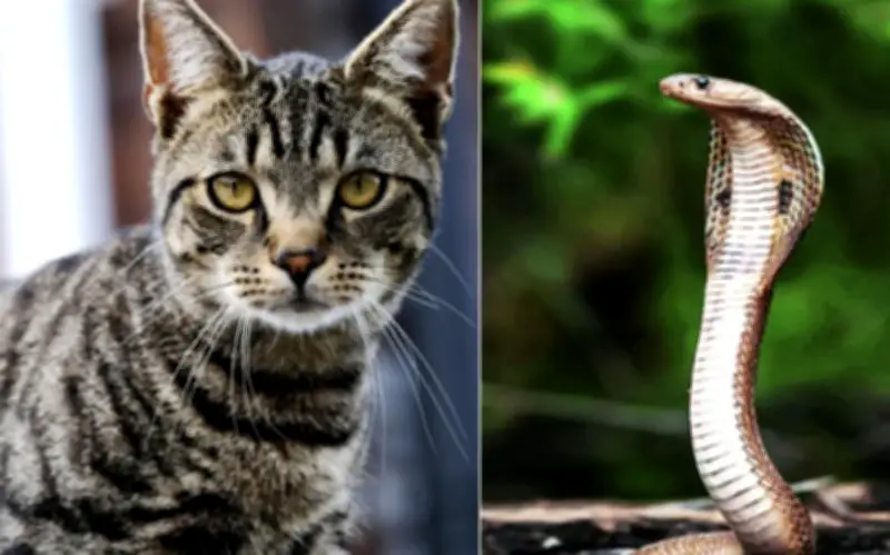 Nhà Có 1 Trong 4 Cặp Con Giáp Này: Tiền Bạc Kéo Đến, Giàu Sang 3 Đời