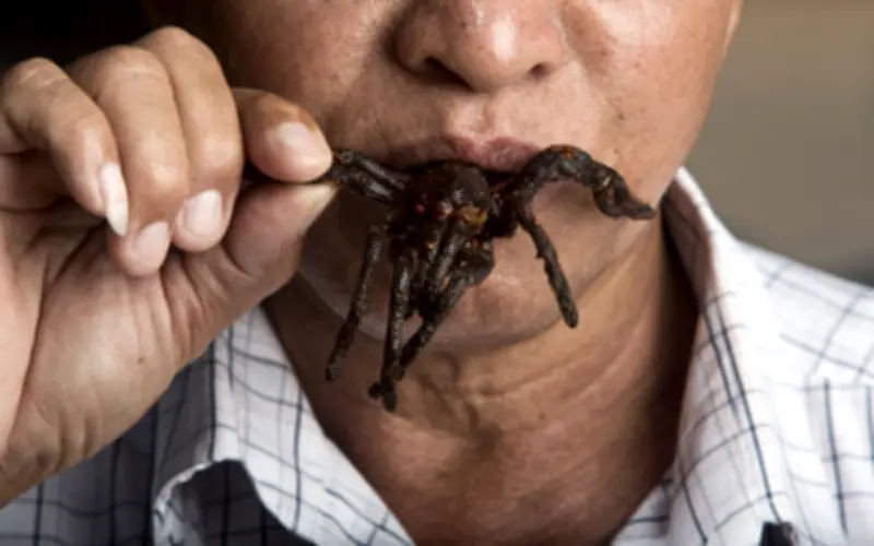 Nhện Chiên Giòn Campuchia: Món Ăn Kinh Dị Hay Đặc Sản Hấp Dẫn?