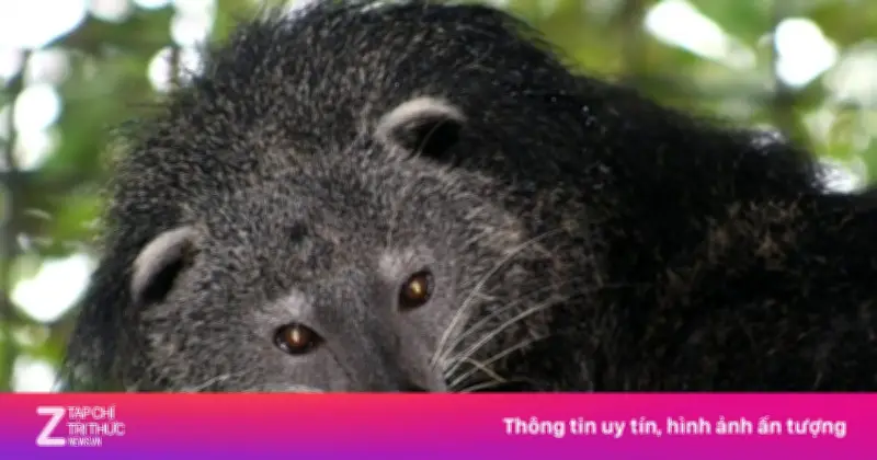 Những 'Báu Vật' Hoang Dã Quý Hiếm Của Việt Nam Đang Đối Mặt Nguy Cơ Tuyệt Chủng