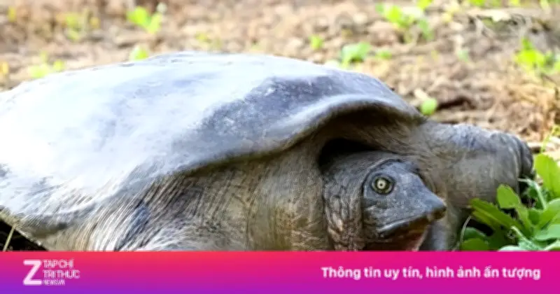 Những loài động vật quý hiếm nhất hành tinh chỉ còn vài cá thể cuối cùng