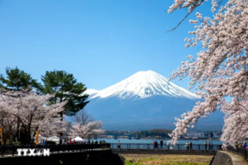 Nhật Bản thơ mộng với khung cảnh hoa anh đào nở rộ trên núi Phú Sĩ