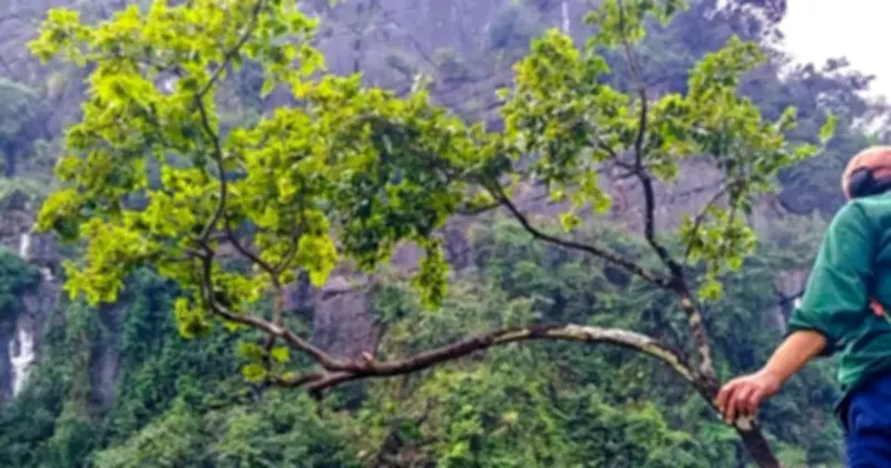 Ninh Bình ngăn chặn vụ khai thác trái phép 6 cây muội hồng quý hiếm