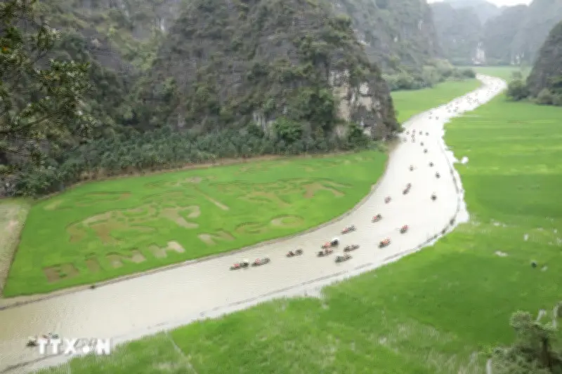 Ninh Bình Đạt Kỷ Lục Với Bức Tranh Lúa Khổng Lồ Giữa Núi Non Trùng Điệp