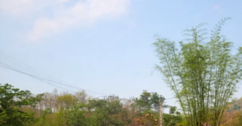 Nậm Lầu (Sơn La) phát triển cà phê nhờ giảm nghèo thông tin, thu 175 tỷ đồng năm 2025