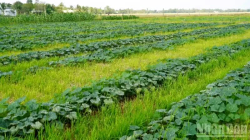 Nông dân Cần Thơ chuyển sang trồng màu thay lúa vụ 3 để thích ứng và tăng thu nhập
