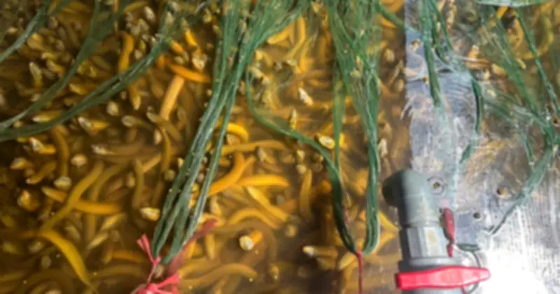 Nông dân Cần Thơ khóc ròng vì giá lươn giảm kỷ lục, neo hàng chục ngàn con