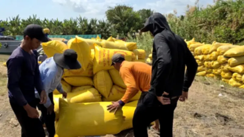 Nông dân Cần Thơ trúng mùa nhưng mất giá, lợi nhuận sụt giảm mạnh