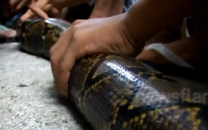 Nông dân Indonesia giải cứu thành công trăn đất 15 mét mắc kẹt trong cống