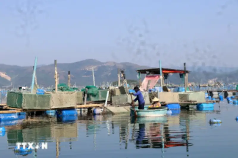 Nông dân Đắk Lắk vất vả khôi phục sản xuất tôm hùm sau thiên tai