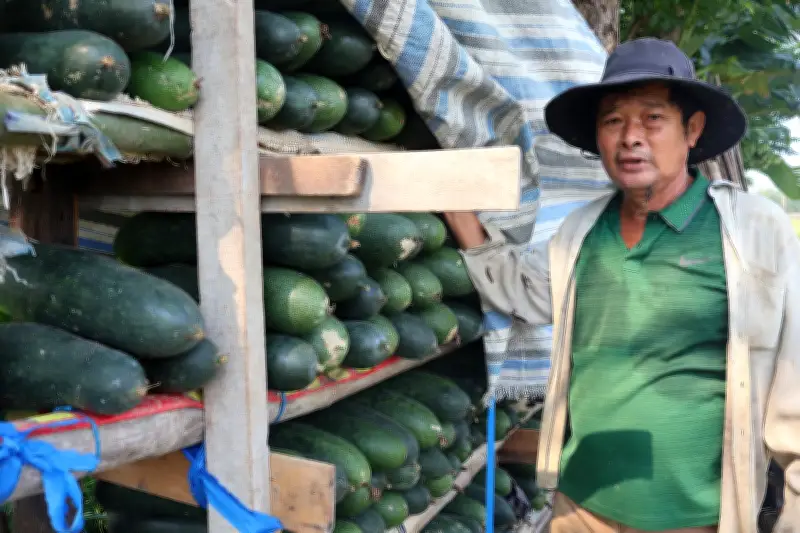 Nông dân khóc giữa vườn bí xanh, giá chỉ 2.000 đồng/kg vẫn ế