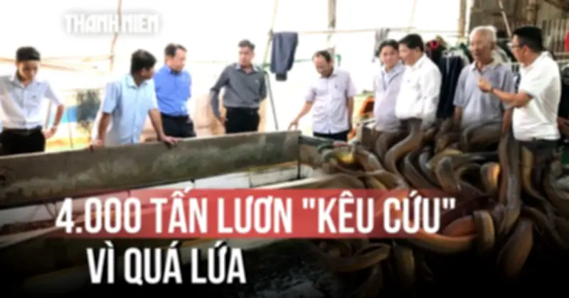 Nông dân lo lắng giải cứu 4.000 tấn lươn, lúa nóng trước nguy cơ thất thu