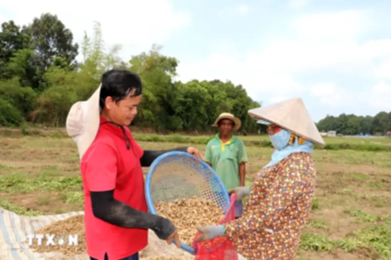 Nông dân miền Tây rộn ràng thu hoạch nông sản phục vụ Tết Chol Chnam Thmay