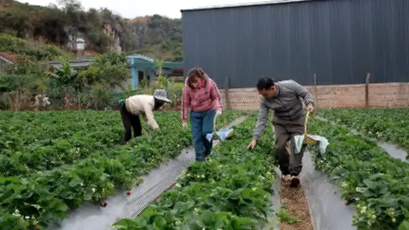 Nông dân Đồng Tháp chuyển sang phân hữu cơ, tiết kiệm 20% chi phí, cải thiện đất