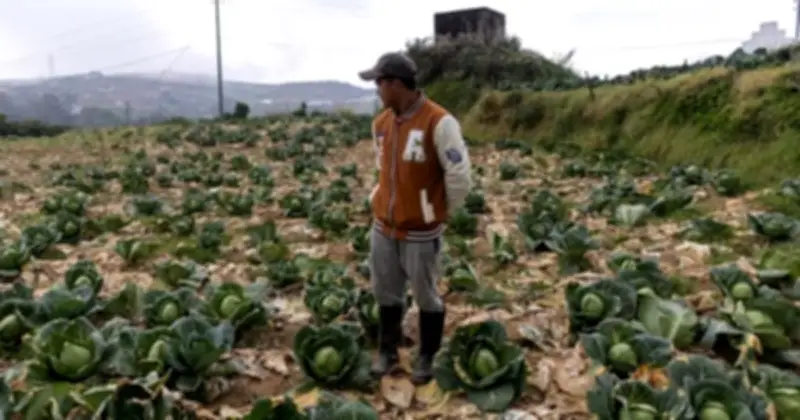 Nông dân Philippines bỏ mặc rau thối rữa vì chi phí leo thang, lạm phát đẩy vào bế tắc