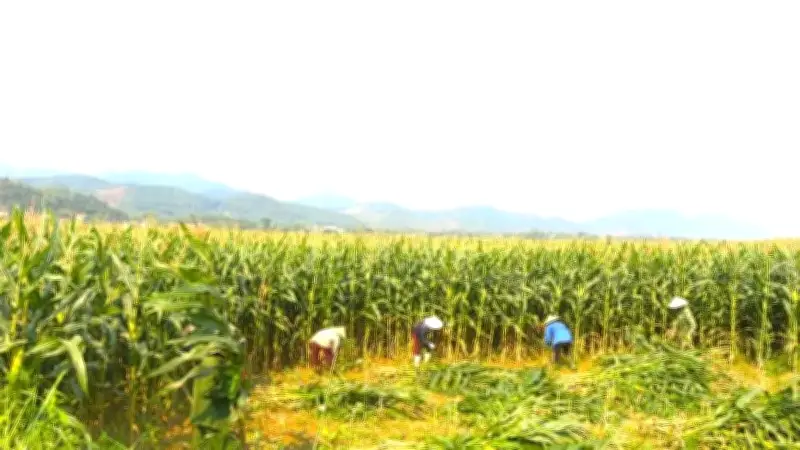 Nông dân Quảng Trị thu lợi lớn từ mô hình bán ngô nguyên cây tại ruộng