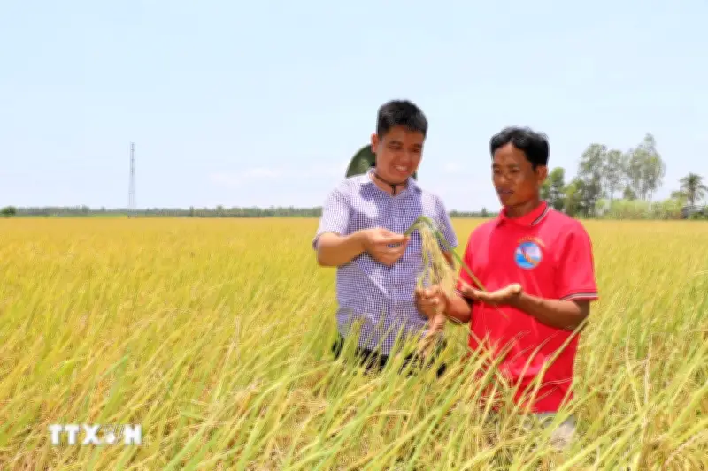 Nông dân Vĩnh Long linh hoạt thích ứng với biến động ngành lúa gạo