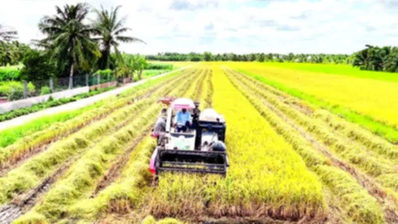 Nông dân Vĩnh Long trúng mùa nhưng lỗ vì chi phí tăng, giá lúa thấp