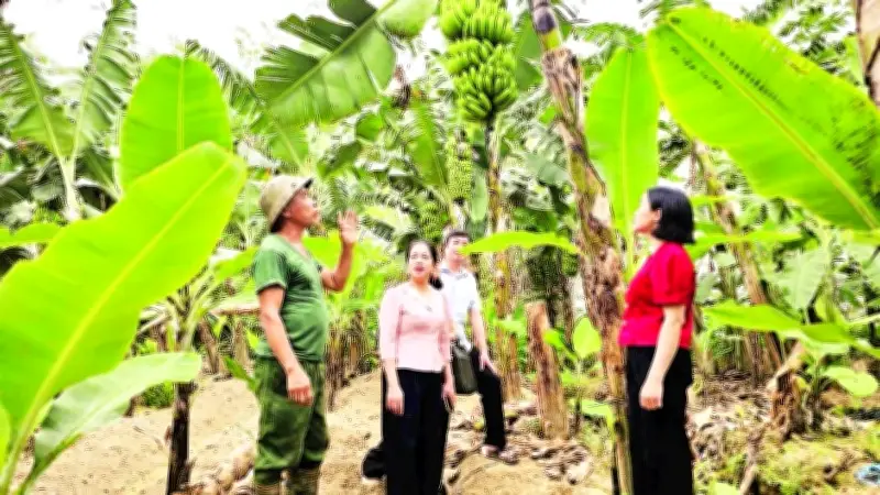 Nông dân Vĩnh Phúc, Phú Thọ chuyển đổi số thành công với thanh long, rau sạch và chuối xuất khẩu