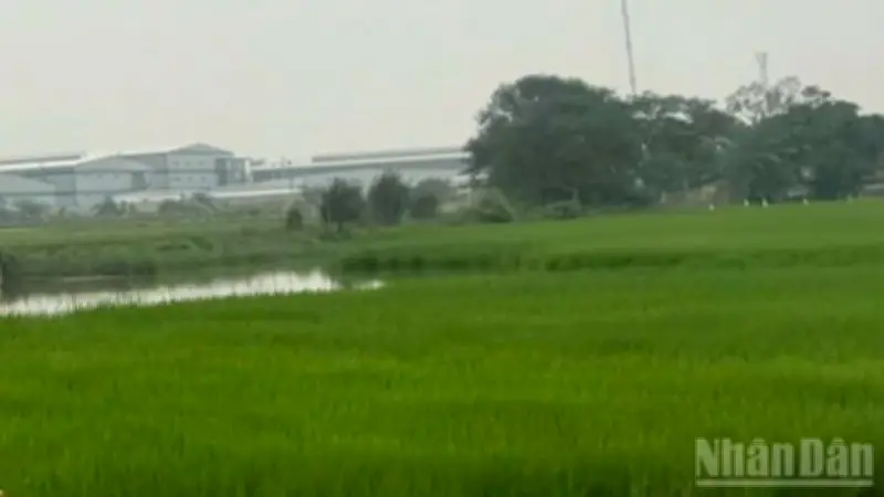 Nông nghiệp Việt Nam khởi sắc đầu năm 2026 với nhiều tín hiệu tích cực