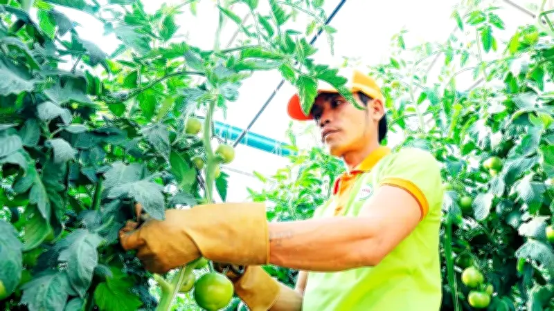 Nông Nghiệp Việt Nam Đặt Mục Tiêu 75 Tỷ USD Xuất Khẩu Năm 2026 Với Đột Phá Công Nghệ