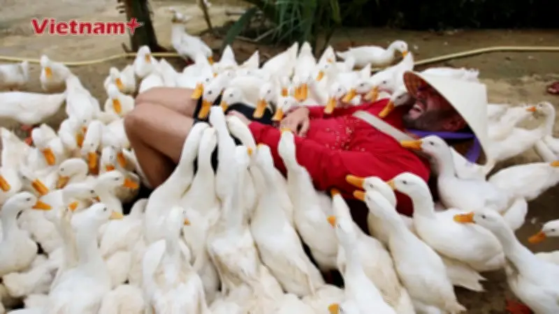 Nông trại 'massage vịt' ở Quảng Bình thu hút du khách quốc tế