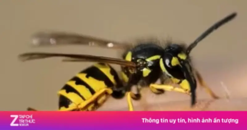 Ong đốt tử vong một nhân viên bảo vệ rừng ở Gia Lai trong lúc tuần tra