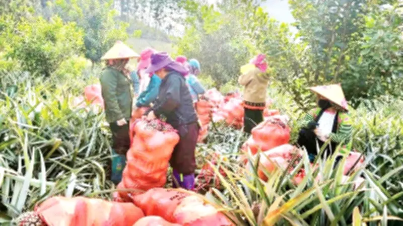 Pú Nhung chuyển mình nhờ chuyển đổi cơ cấu cây trồng, đời sống nông dân thay đổi
