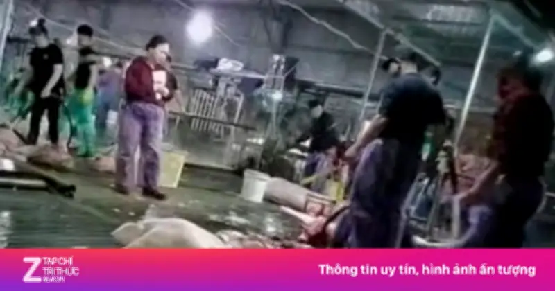 Phụ huynh Hà Nội lo lắng khi thịt lợn bệnh dịch tả châu Phi tuồn vào trường học