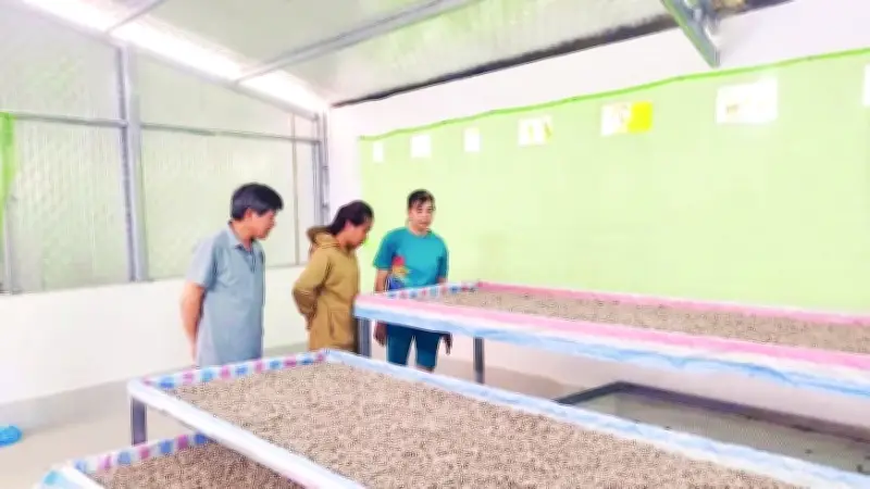 Phụ Nữ Cao Bằng Làm Giàu Từ Nghề Trồng Dâu Nuôi Tằm, Thu Nhập Hàng Chục Triệu Mỗi Lứa